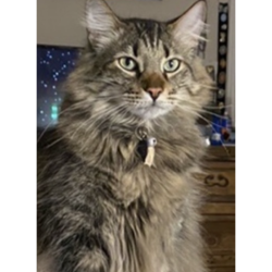 {petName}, a Grey Domestic Longhair Cat